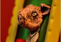 sculpt-bevegetarian-pig02web