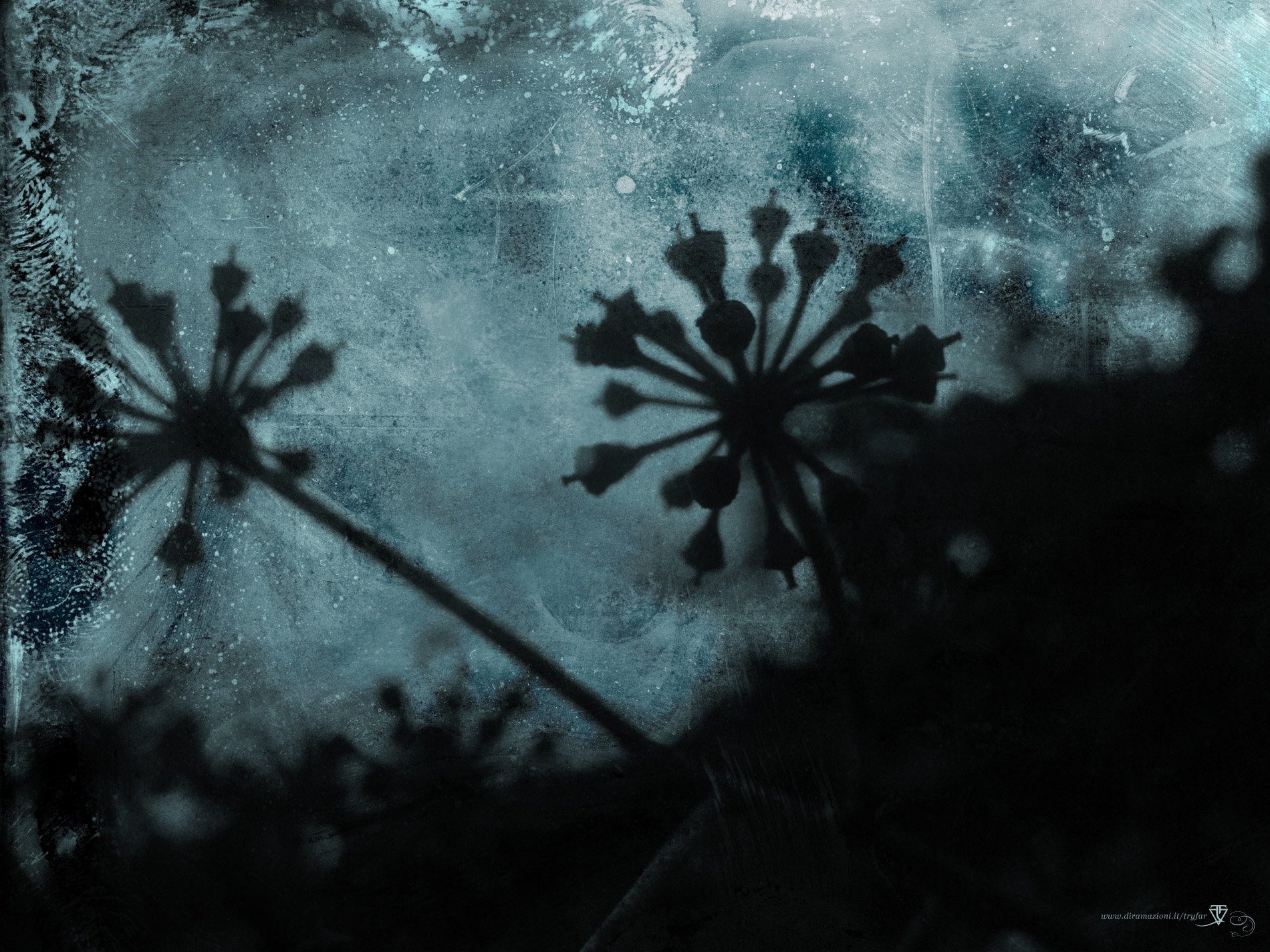 darkflower