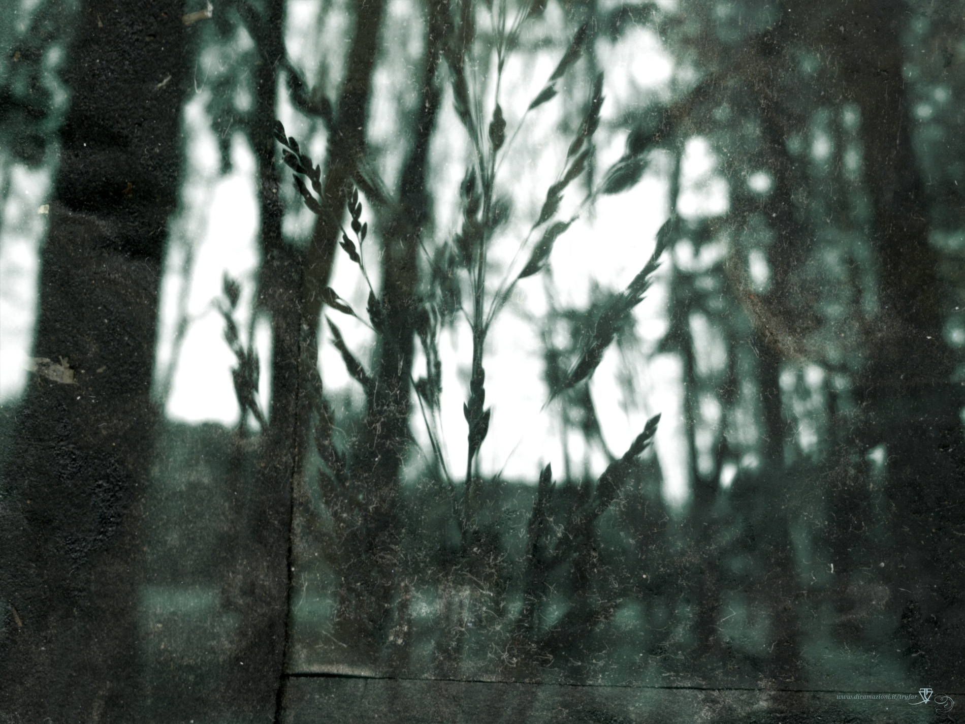 darkforest01