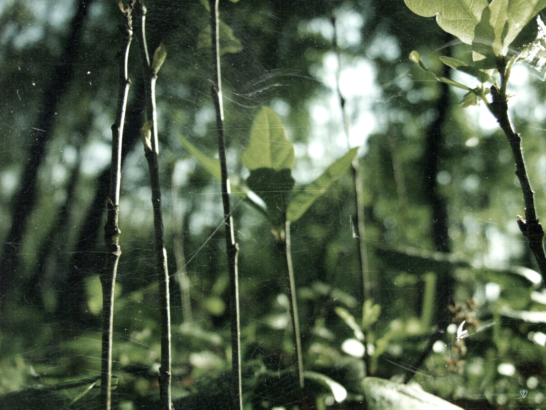 darkforest02