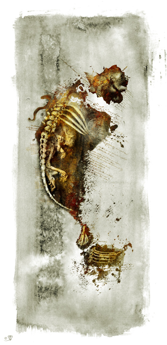 dorm-01-seahorse-flat