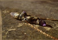 Crystal Amethyst wand necklace
